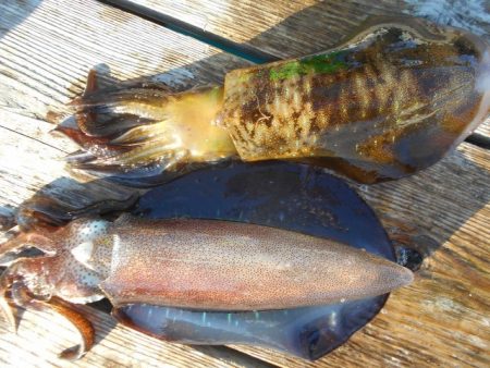 こかわ渡船　雅丸 釣果