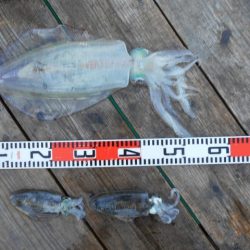 こかわ渡船　雅丸 釣果