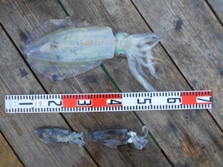 こかわ渡船　雅丸 釣果