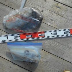 こかわ渡船　雅丸 釣果