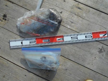 こかわ渡船　雅丸 釣果