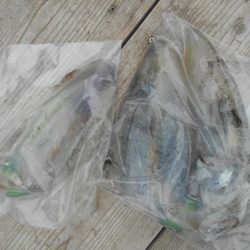 こかわ渡船　雅丸 釣果