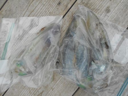 こかわ渡船　雅丸 釣果