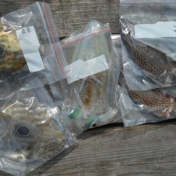 こかわ渡船　雅丸 釣果