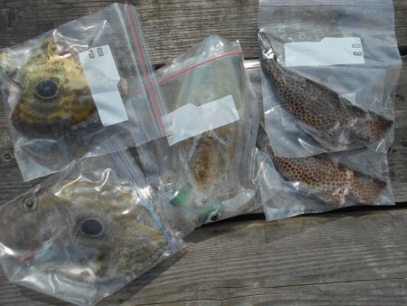 こかわ渡船　雅丸 釣果