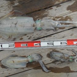 こかわ渡船　雅丸 釣果