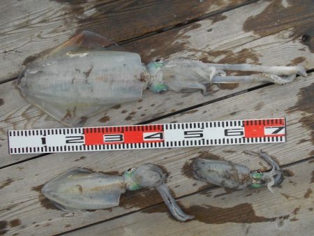 こかわ渡船　雅丸 釣果