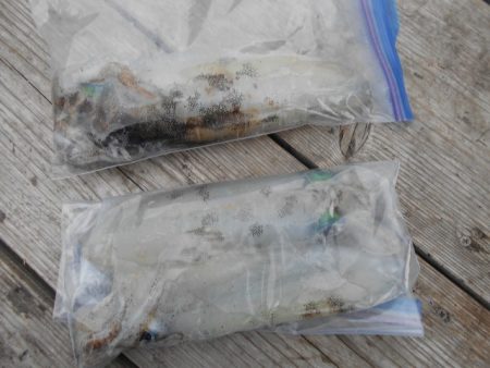 こかわ渡船　雅丸 釣果