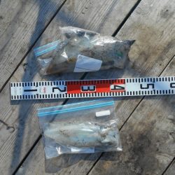 こかわ渡船　雅丸 釣果