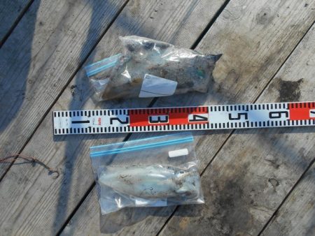 こかわ渡船　雅丸 釣果