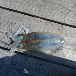 こかわ渡船　雅丸 釣果