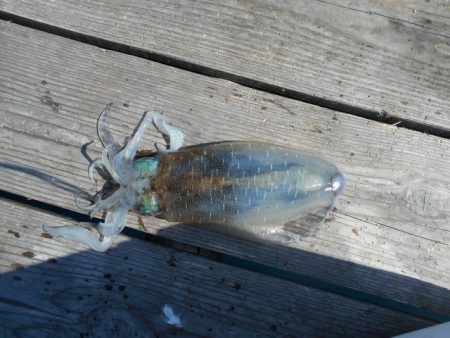 こかわ渡船　雅丸 釣果