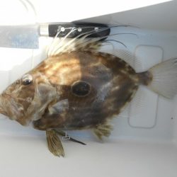 こかわ渡船　雅丸 釣果