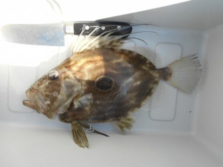 こかわ渡船　雅丸 釣果