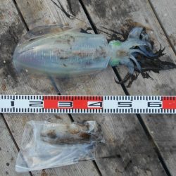 こかわ渡船　雅丸 釣果