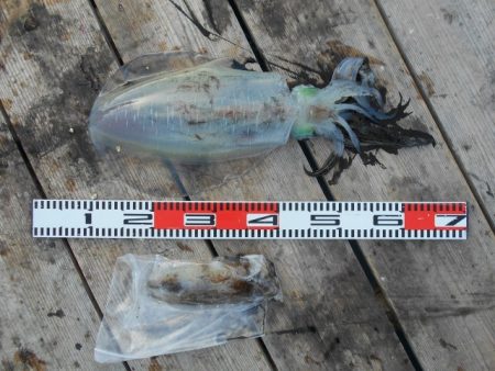 こかわ渡船　雅丸 釣果