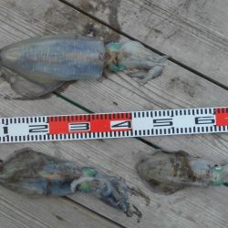 こかわ渡船　雅丸 釣果