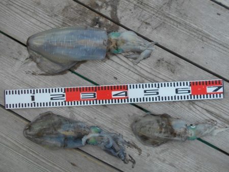 こかわ渡船　雅丸 釣果