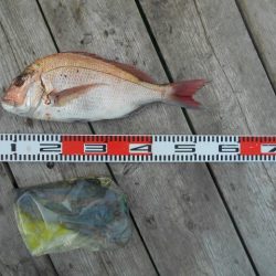 こかわ渡船　雅丸 釣果