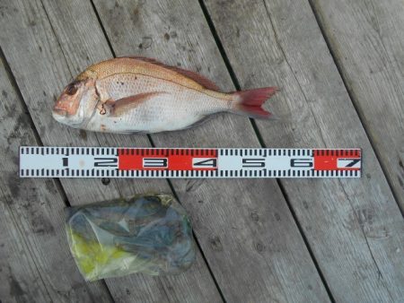 こかわ渡船　雅丸 釣果