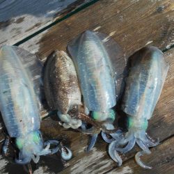 こかわ渡船　雅丸 釣果