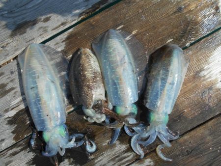 こかわ渡船　雅丸 釣果