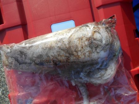 こかわ渡船　雅丸 釣果