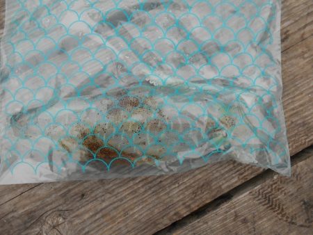 こかわ渡船　雅丸 釣果