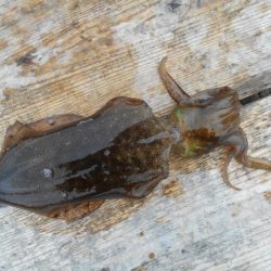 こかわ渡船　雅丸 釣果