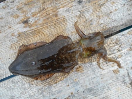 こかわ渡船　雅丸 釣果