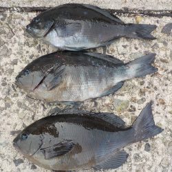 千鳥丸 釣果