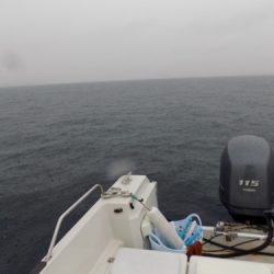 フィッシングボート空風(そらかぜ) 釣果