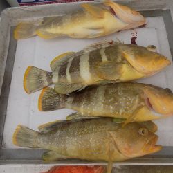 フィッシングボート空風(そらかぜ) 釣果