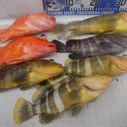 フィッシングボート空風(そらかぜ) 釣果