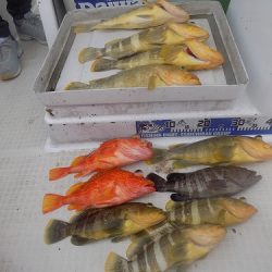 フィッシングボート空風(そらかぜ) 釣果