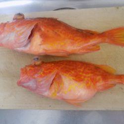 フィッシングボート空風(そらかぜ) 釣果