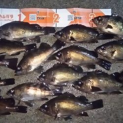 すぷ様より　nadar（ナダ）コリーのメバリング　インプレ！　in南三陸！