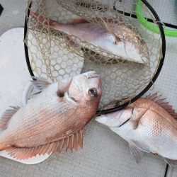 Fisherman Dreams DI 釣果