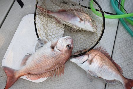 Fisherman Dreams DI 釣果