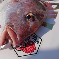 フィッシングボートACE(エース) 釣果