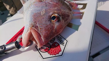 フィッシングボートACE(エース) 釣果