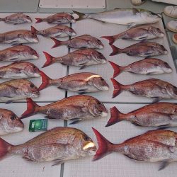 フィッシングボートACE(エース) 釣果