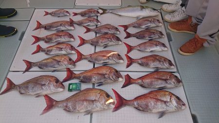 フィッシングボートACE(エース) 釣果