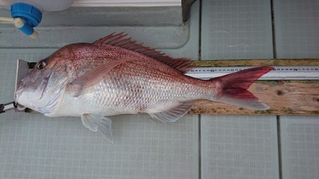 フィッシングボートACE（エース） 釣果