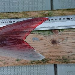 フィッシングボートACE(エース) 釣果