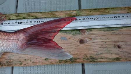 フィッシングボートACE(エース) 釣果