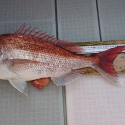 フィッシングボートACE(エース) 釣果