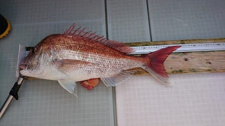 フィッシングボートACE(エース) 釣果