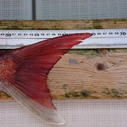 フィッシングボートACE(エース) 釣果