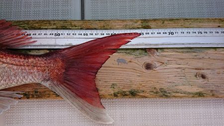 フィッシングボートACE(エース) 釣果